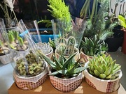 Sukulent lub kaktus w dekoracyjnej doniczce 