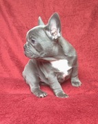 Buldog francuski - blue/silver -suczka z rodowodem
