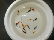 MIX Krewetek do akwarium 16szt