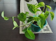 Epipremnum/ Scindapsus złocisty- pnącze, roślina doniczkowa