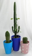 Kaktus - zestaw 3 szt. w doniczkach ceramicznych