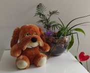 Maskotka rudy piesek Sun-Day ok 32 cm