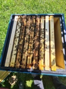 Sprzedam odkłady pszczele / rodziny Sklenar G10 lub Alpejka WIELKOPOLSKA