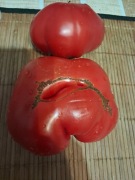Nasiona pomidor 1884 min. 10szt.