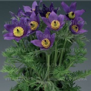 Sasanka  fioletowa Violet  Bells don c1