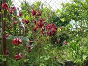 Orlik pospolity Aquilegia vulgaris wysoki miododajna 500n/
