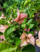 Bugenwilla kolor ceglasty