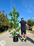 Liquidambar styraciflua Rotundiloba, Ambrowiec, obwód 8-10cm,250-300cm