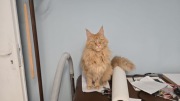 Dwuletnia koteczka Maine Coon