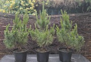 Sosna czarna austriacka ozdobna wys.70-80cm