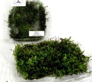 MECH DO TERRARIUM  M5