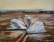 Together Forever - łabędzie - obraz