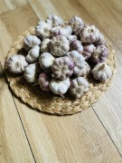 Czosnek polski XL 6-7 cm. 12 sztuk ,12 główek