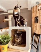 ECO drapak dla kota TVkot 32x32 cm z drewnianym frontem od Kocie Sprawki