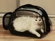 Transporter przeźroczysty d/ małych zwierząt kota psa królika, niebies 43cm