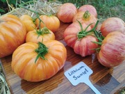 LITHIUM SUNSET nasiona Pomidor Kolekcjonerski