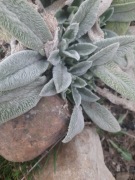 Czyściec wełnisty sadzonka 