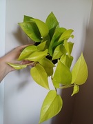 Epipremnum golden pothos / neon