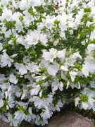 Ślaz piżmowy-Bylina przyciągającya motyle, pszczoły