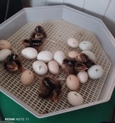 Inkubator do wylęgu kurcząt na 60 jaj, kwoka