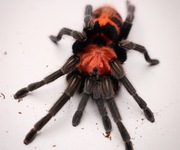 Davus pentaloris L2/3