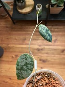 Hoya Cuadata Gold hoja