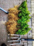 Sadzonki bukszpan 30-40cm 