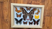 Gablotka motyle Archaeoattacus Papilio Diaethria i inne na ścianę prezent