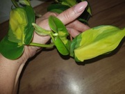 Philodendron brasil filodendron