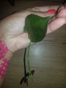 Syngonium zroślicha Red Arrow ciety