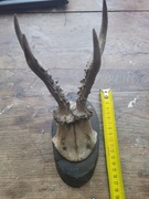 Poroże jelenia z podstawką trofeum PRL