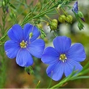 Len trwały - obficie kwitnących - BYLINA 