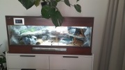 Terrarium z wężem zbożowym