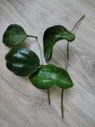 Hoya macrophylla Snow Queen 