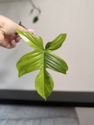 Cięta sadzonka Philodendron florida beauty piękny matecznik