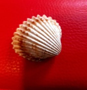 Muszla Małża Morskiego 4,5x4cm