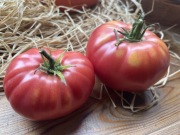Pomidor TYAZELOVES SIBIRI  