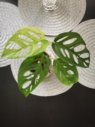 Monstera monkey mask adansoni mint variegata 