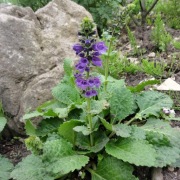 Horminum pirenejskie bylina wieloletnia sadzonka 