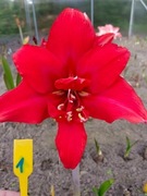 Zwartnica, Amarylis nr 1 obwód 20+cm