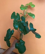 Zestaw sadzonek Philodendron filodendron bipennifolium Gold Violin 2B