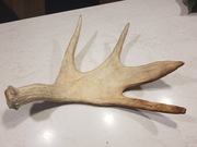 Piękne szwdzkie poroże, łopata łosia