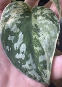 Scindapsus arygraeus Marble - pędówka