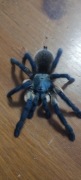 MONOCENTROPUS BALFOURI 1,5-2DC  10 SZTUK 