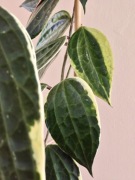Hoya Macrophylla Albomarginata SADZONKA CIĘTA DUŻA