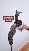 Sansewieria sanseviria star canyon granite XXL roślina wężownica unikat