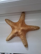 Rozgwiazda morska, ozdoba do akwarium, do łazienki itp.  