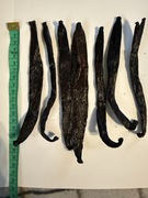 WANILIA LASKA 14 -18 cm 10 sztuk WANILIA BOURBON MADAGASKAR ORYGINALNE