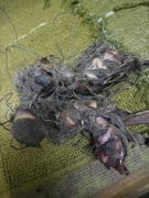 Kanna Paciorecznik Musiflora Rubra