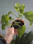 Epipremnum aureum Złociste 